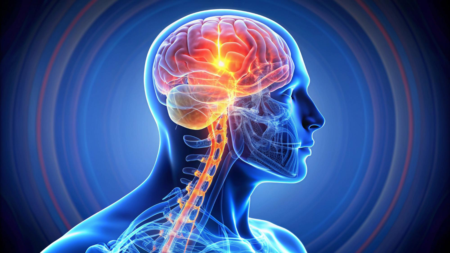 Brain and spine illustration for neurosurgery